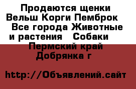 Продаются щенки Вельш Корги Пемброк  - Все города Животные и растения » Собаки   . Пермский край,Добрянка г.